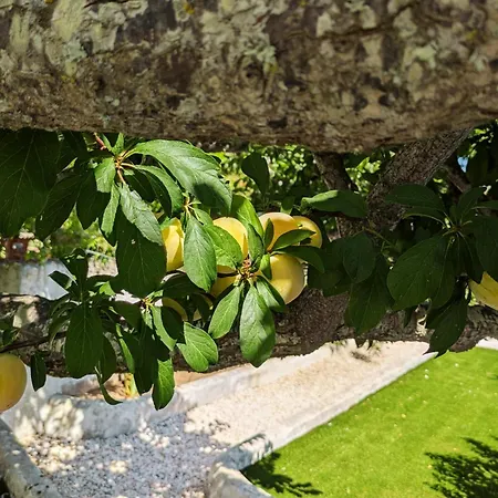 Feriehus Vivenda Josil - Private Pool 1km To & Centre