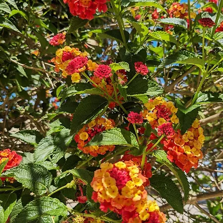 Tatil Evi Vivenda Josil - Private Pool 1km To & Centre *