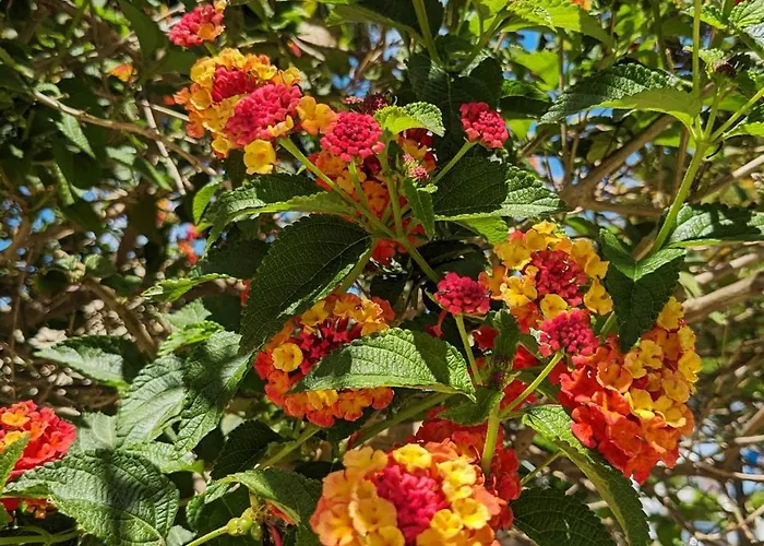 Prázdninový dům Vivenda Josil - Private Pool 1km To & Centre *